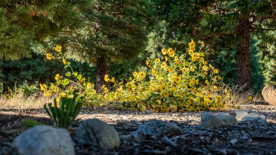 Sunflower patch in a sunny opening at Oak Glen Preserve — Mark Miller, October 1, 2026