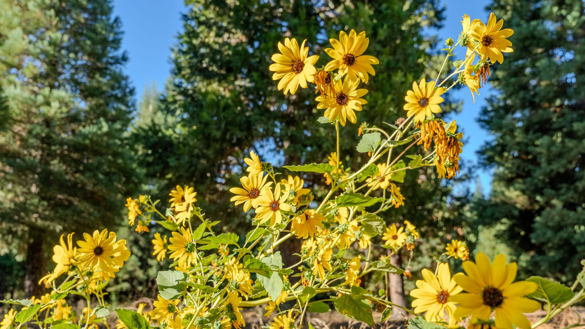 Branching common sunflowers with toothed leaves at Oak Glen Preserve — Mark Miller, October 1, 2026