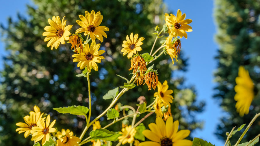 Yellow sunflower heads and fading blooms at Oak Glen Preserve — Mark Miller, October 1, 2026