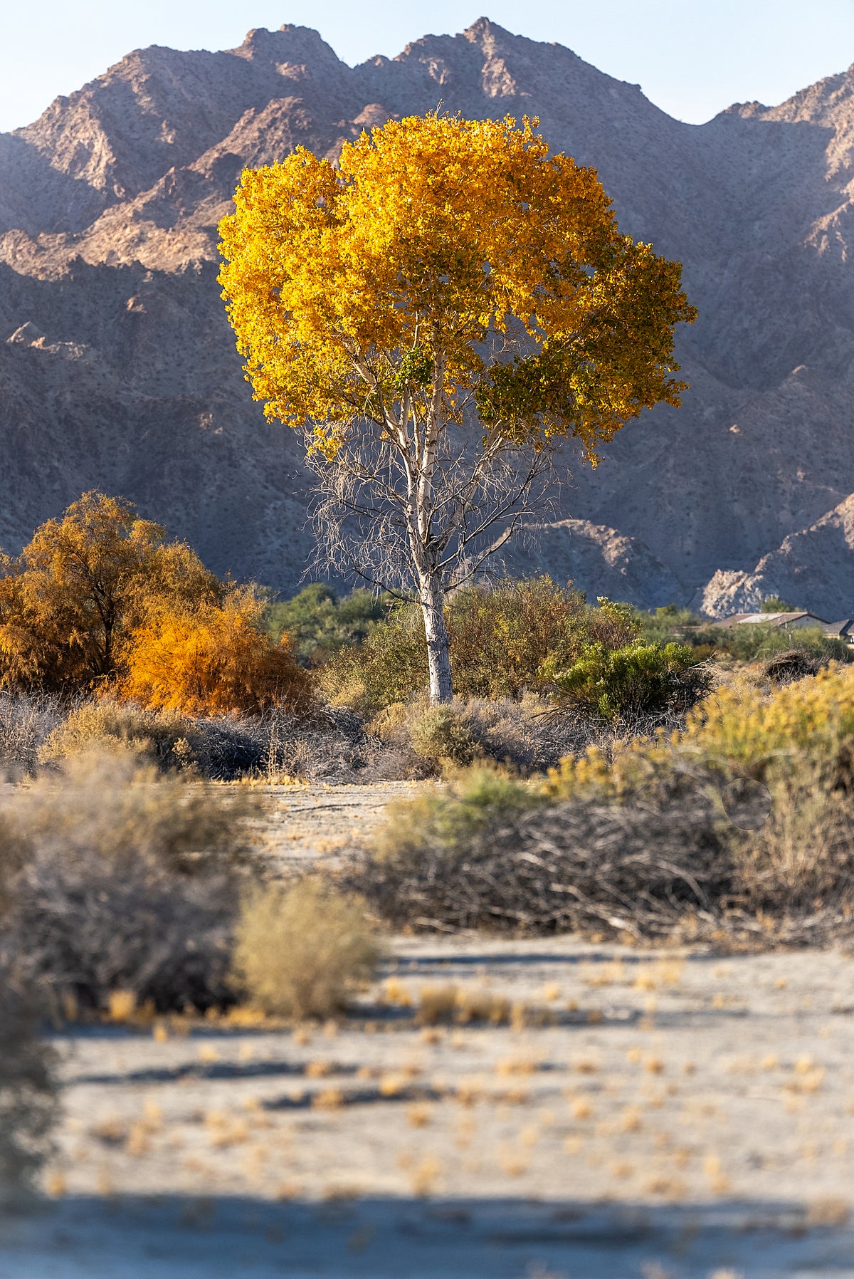 A single Fremont cottonwood tree with yellow leaves in autumn, located in a desert landscape with mountains in the background.