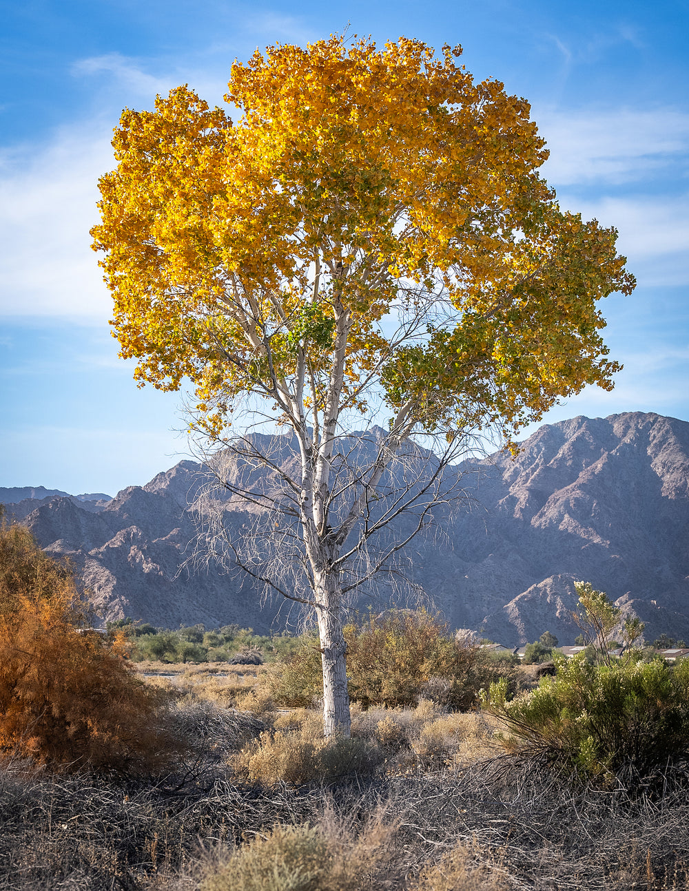 Fremont Cottonwood