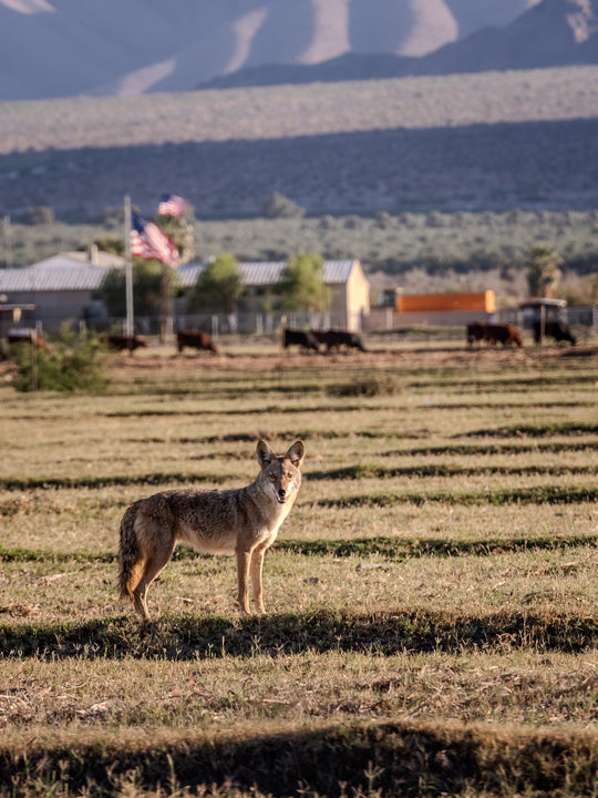 Coyote