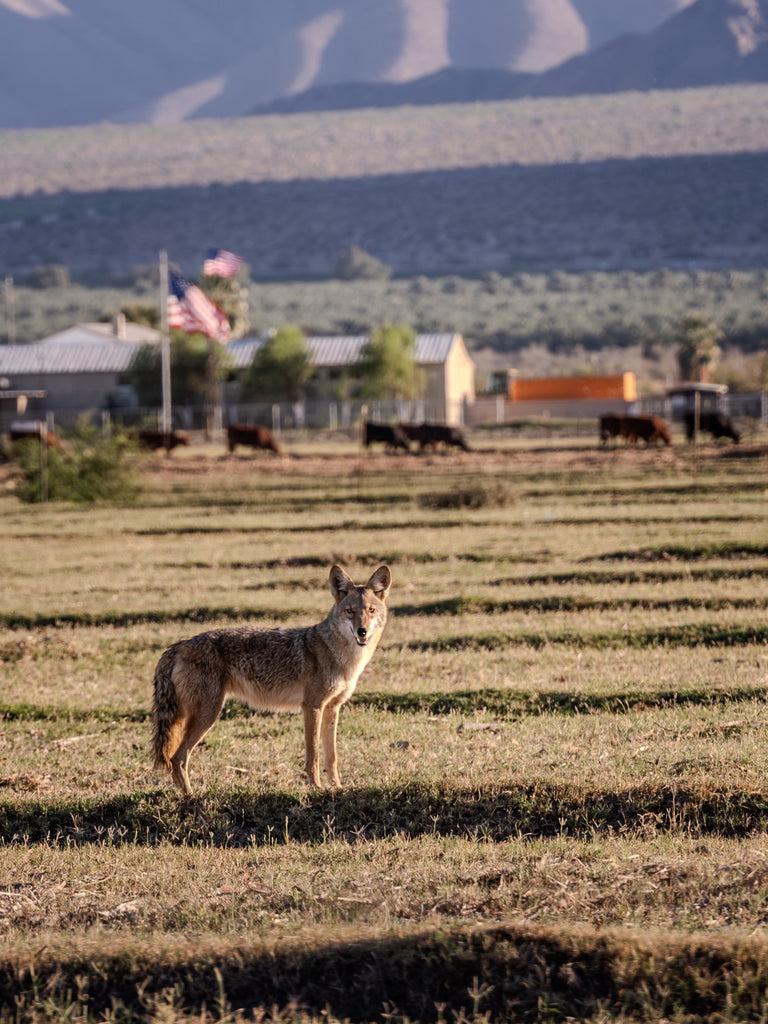 Coyote_-_Thermal_CA_1024x1024.
