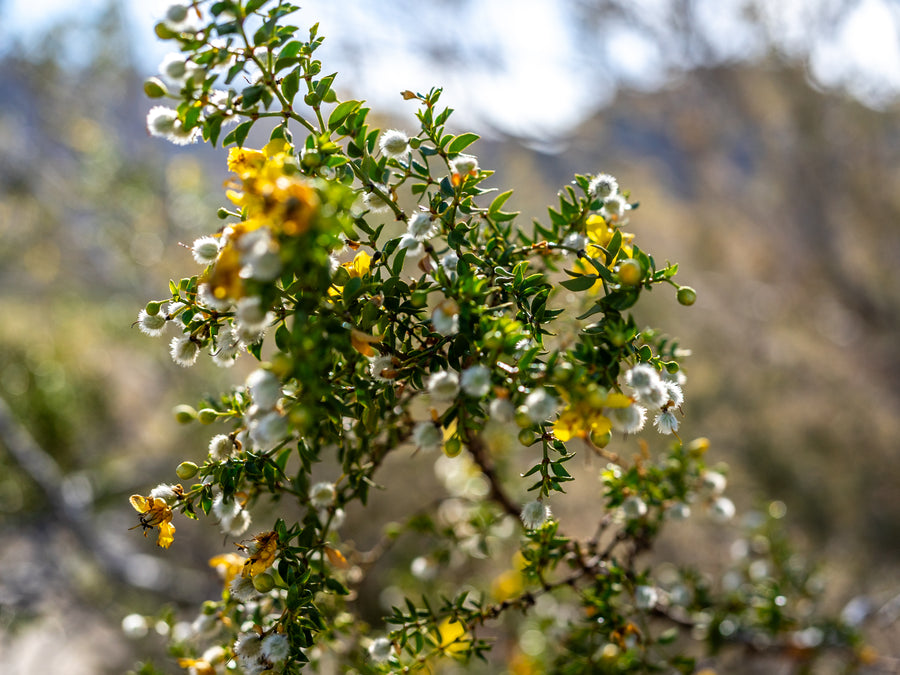Creosote Bush