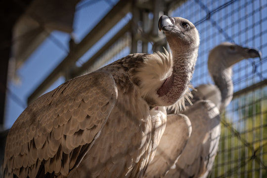 Rüppell’s Griffon Vulture