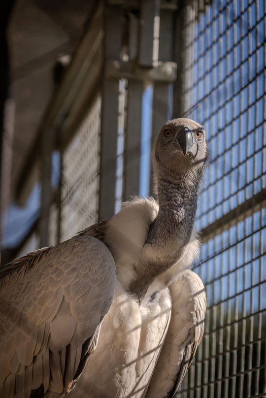 Rüppell’s Griffon Vulture