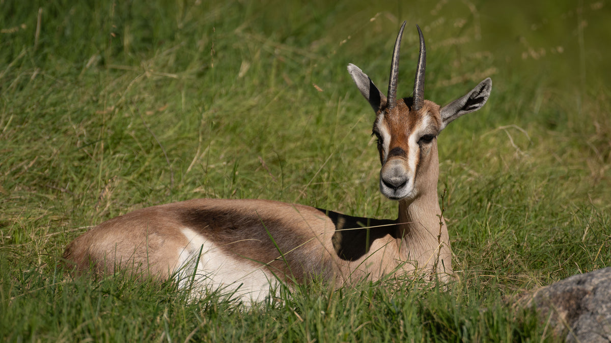 Dorcas Gazelle