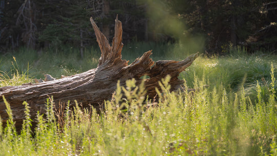Jeffrey pine