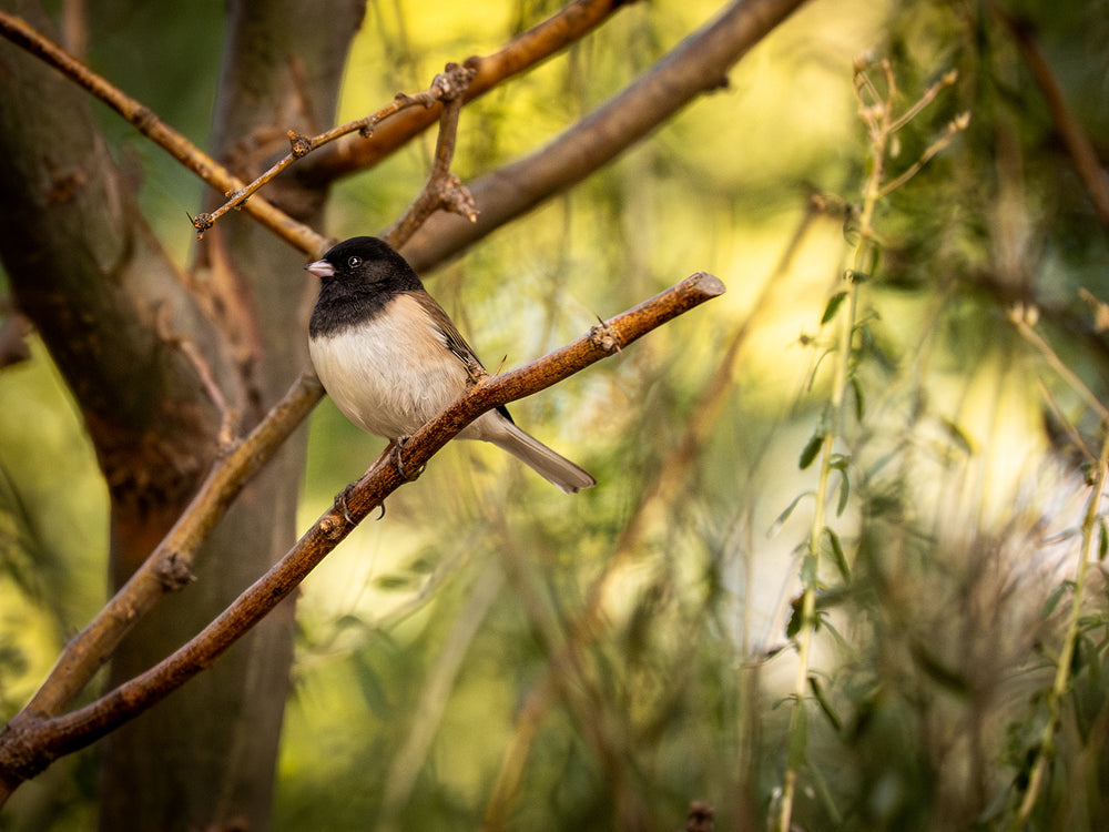 Dark-eyed Junco