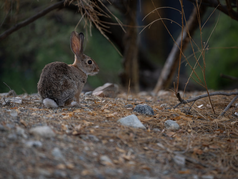 Desert Cottontail