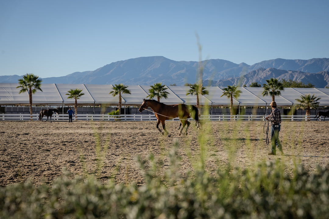 Desert International Horse Park (DIHP) — Thermal, CA
