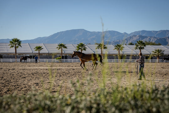 Desert International Horse Park (DIHP) — Thermal, CA