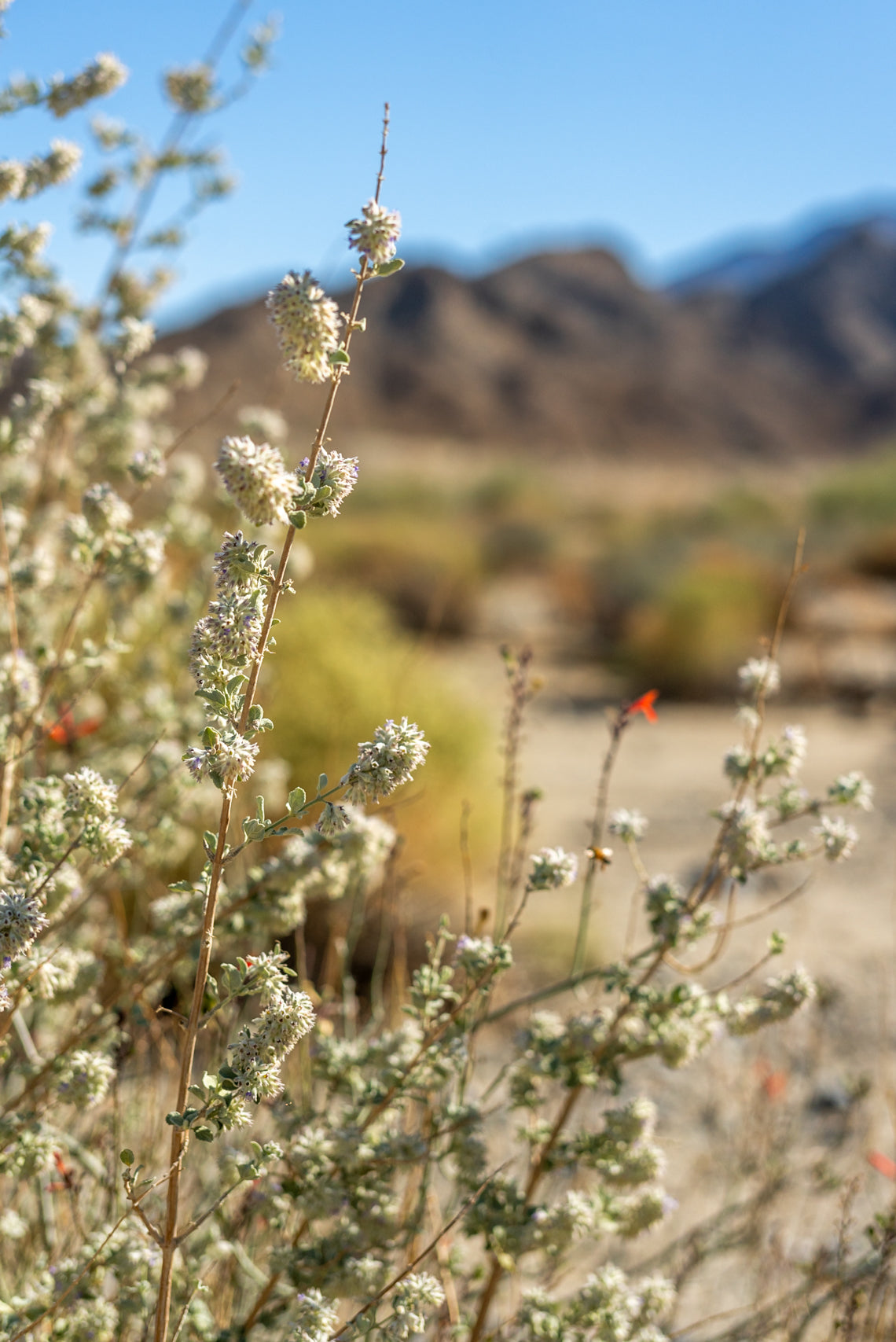 Desert Lavender