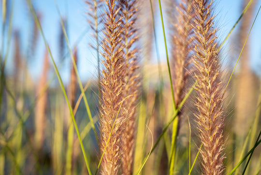 Desert Plains Fountain Grass