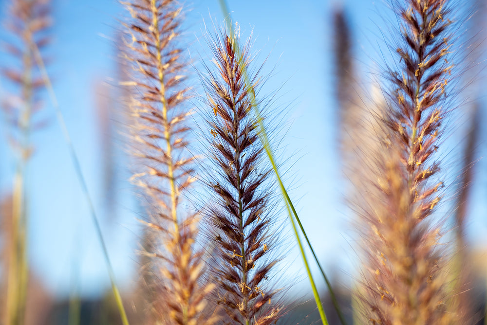 Desert Plains Fountain Grass