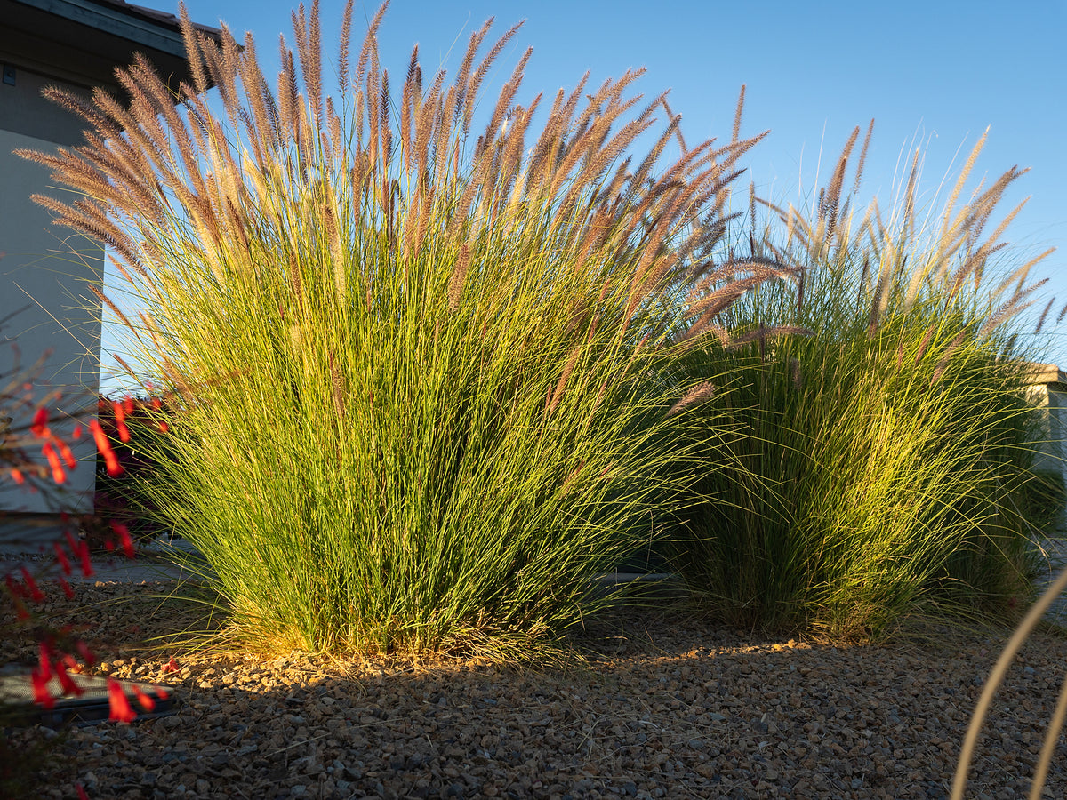 Desert Plains Fountain Grass