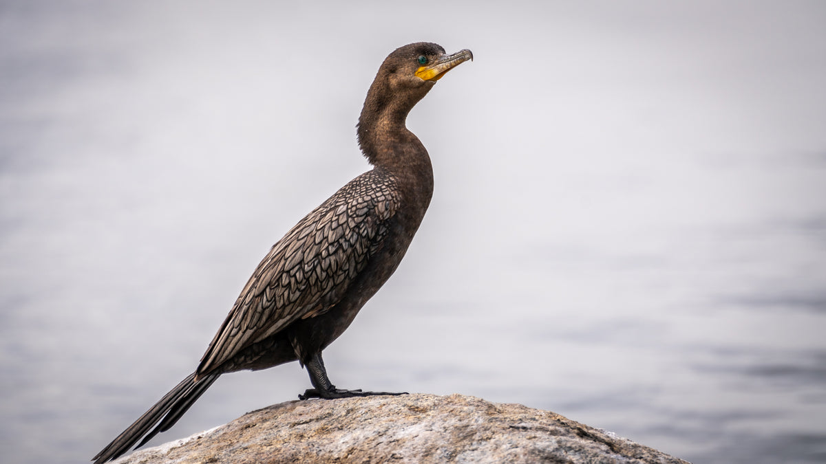 Double Crested Cormorant