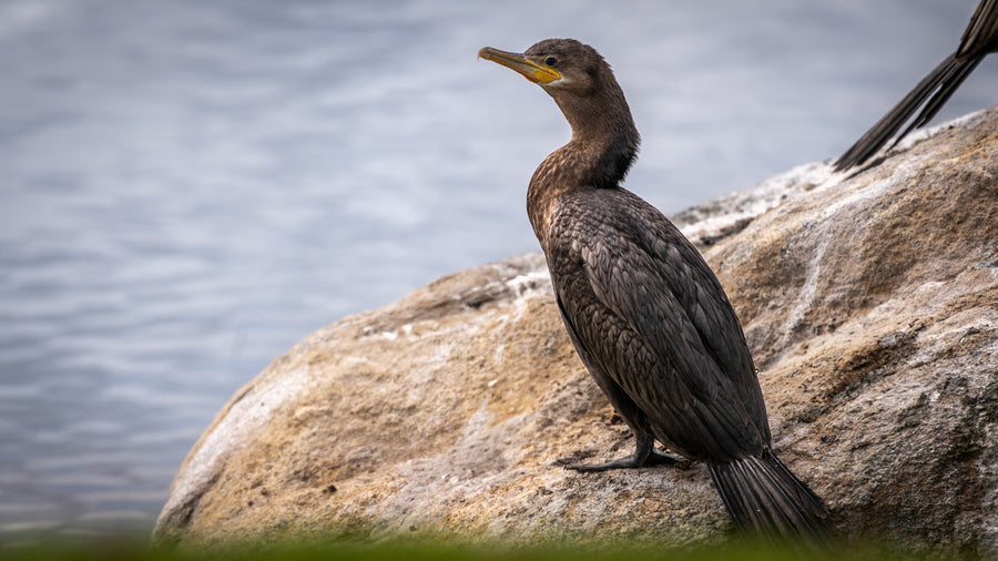 Double Crested Cormorant