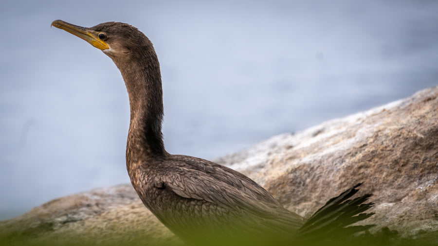 Double Crested Cormorant