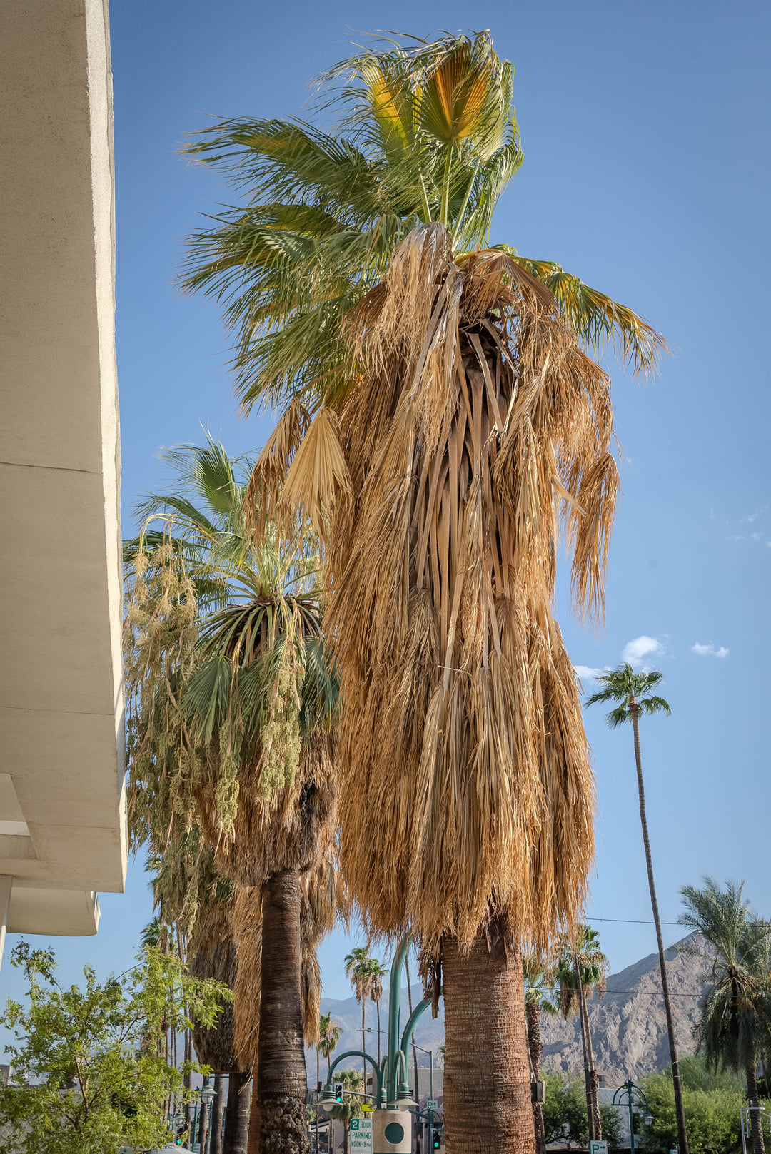 Downtown Palm Srings