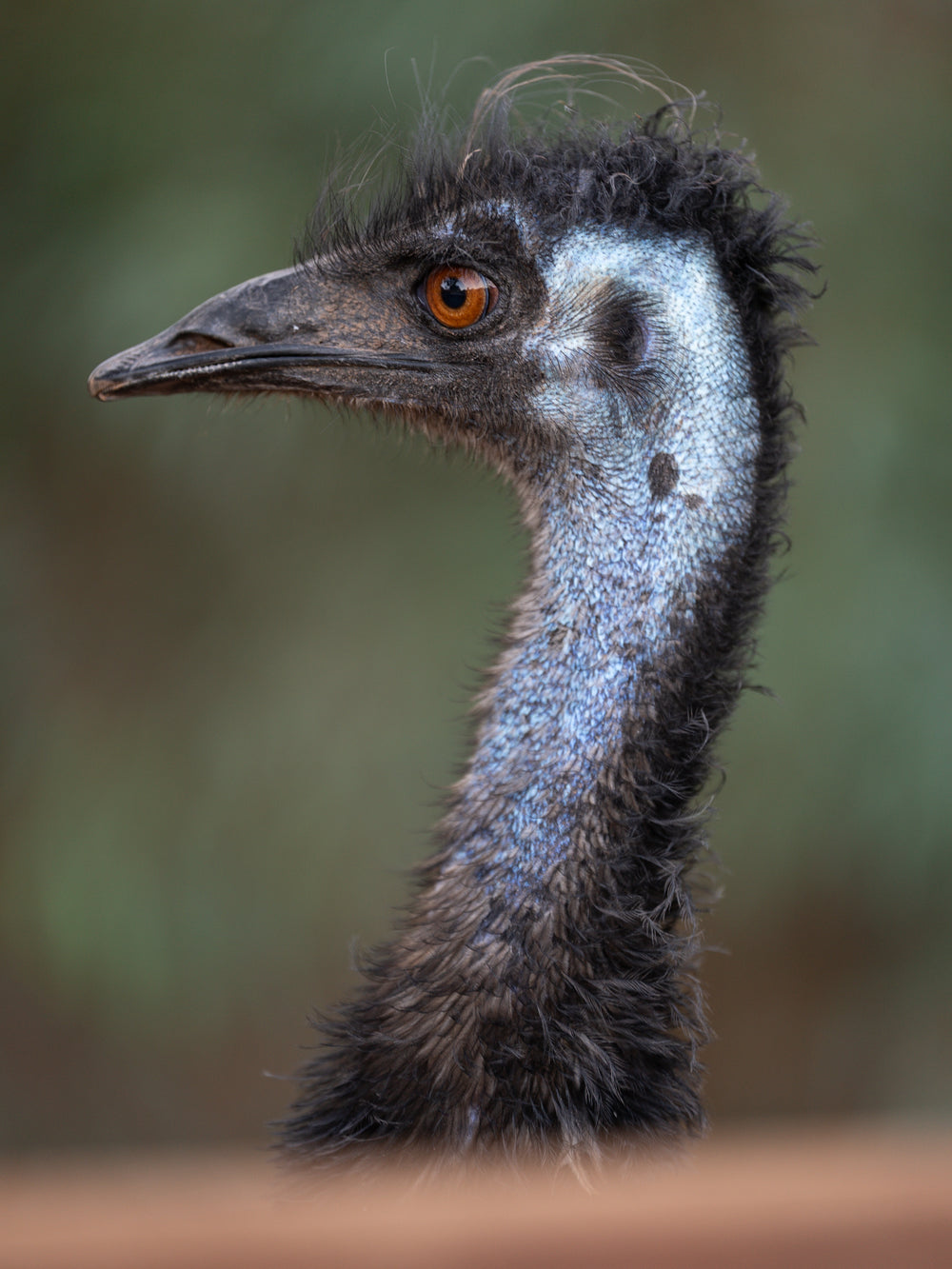 Emu