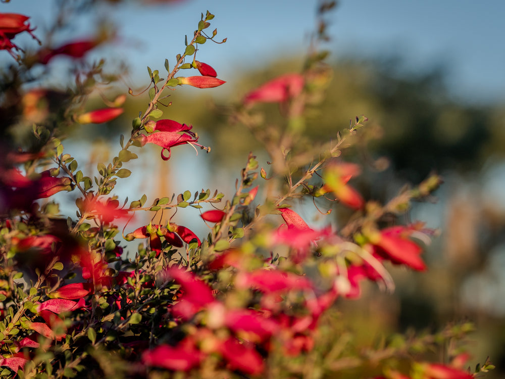 Eremophila maculata