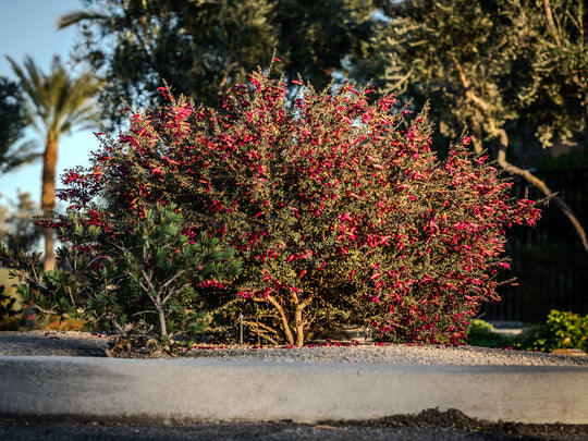 Eremophila maculata