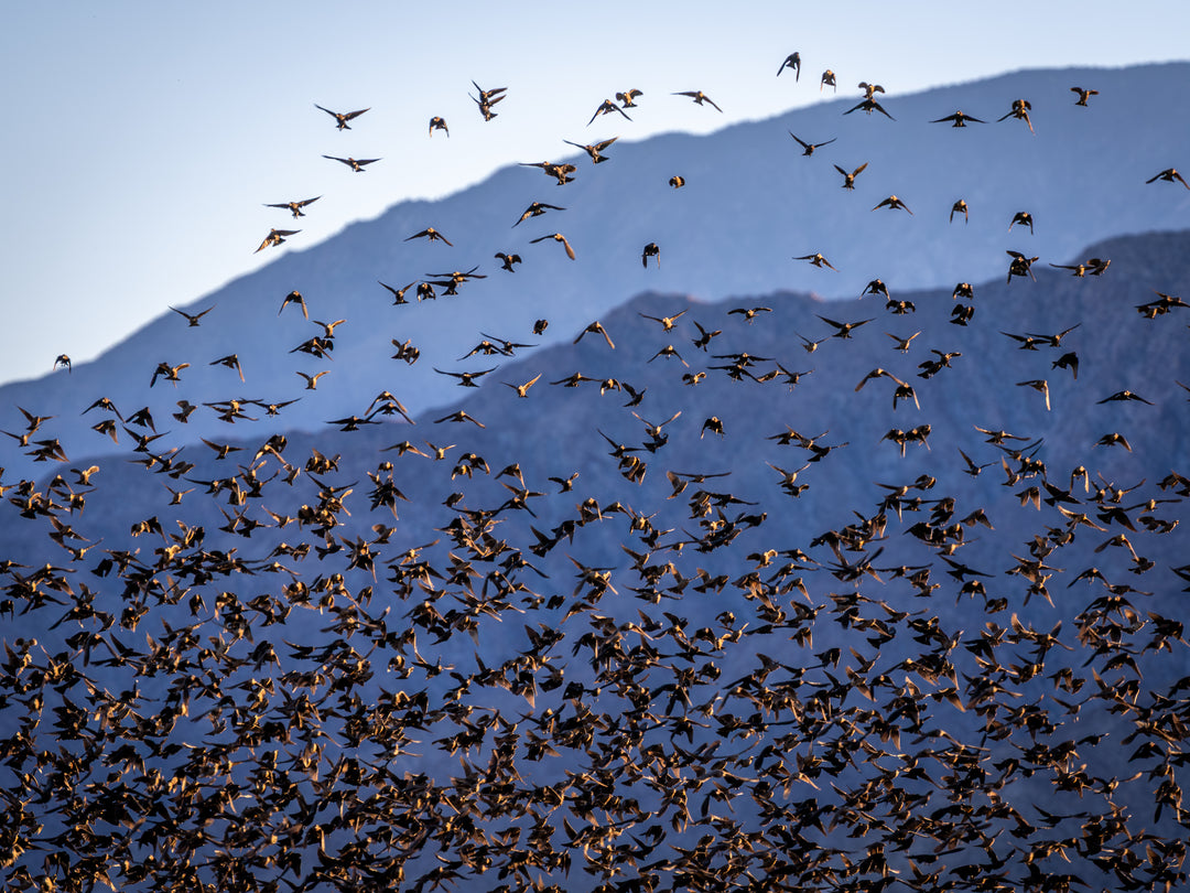 European Starling