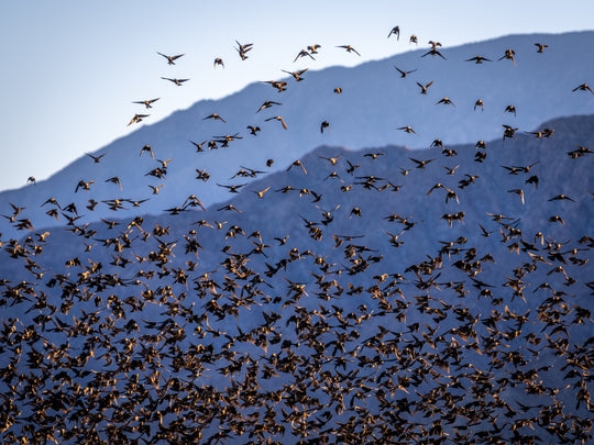 European Starling