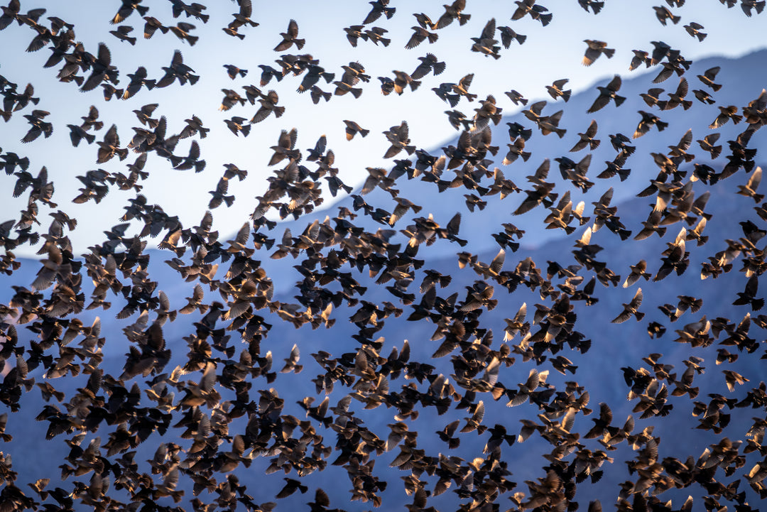 European Starling