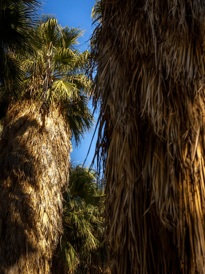 California Fan Palm