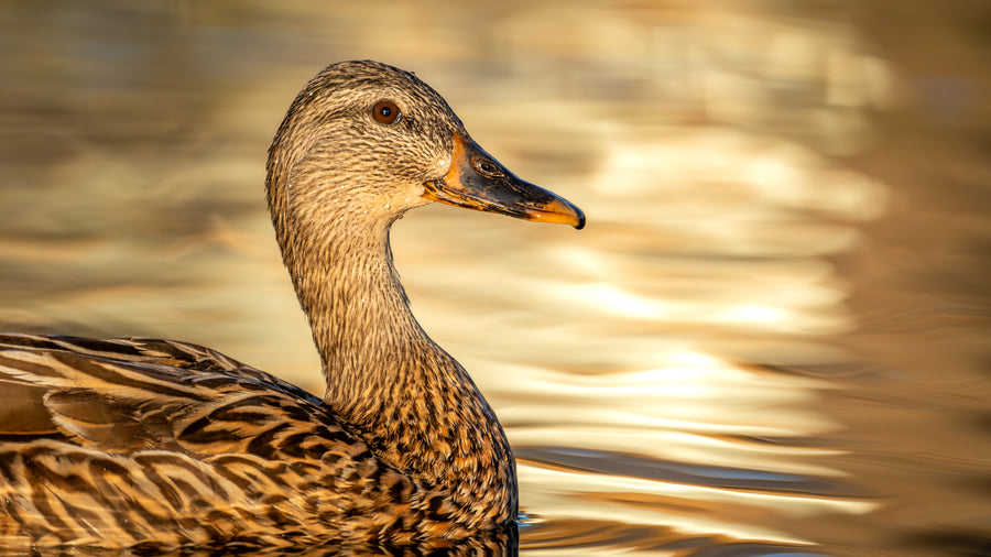 Mallard Duck