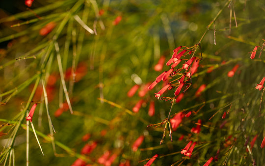 Firecracker Plant