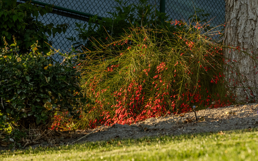 Firecracker Plant