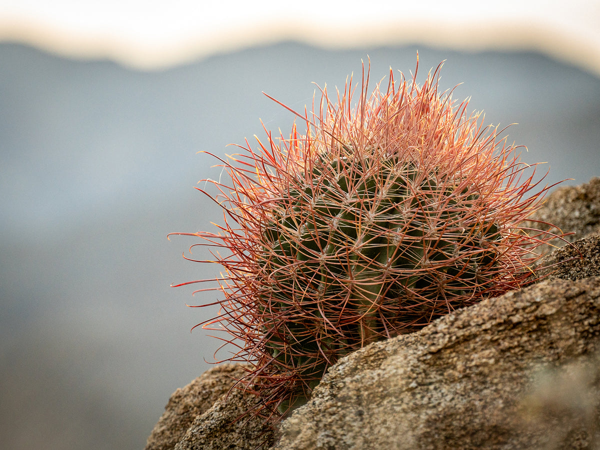 Fishhook barrel cactus growing between granite rocks on the Art Smith Trail in Palm Desert