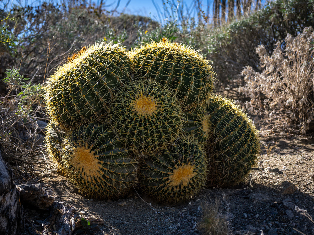 Golden Barrel Cactus