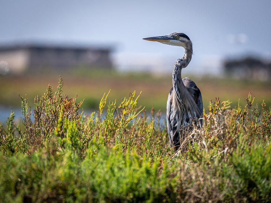 Great Blue Heron