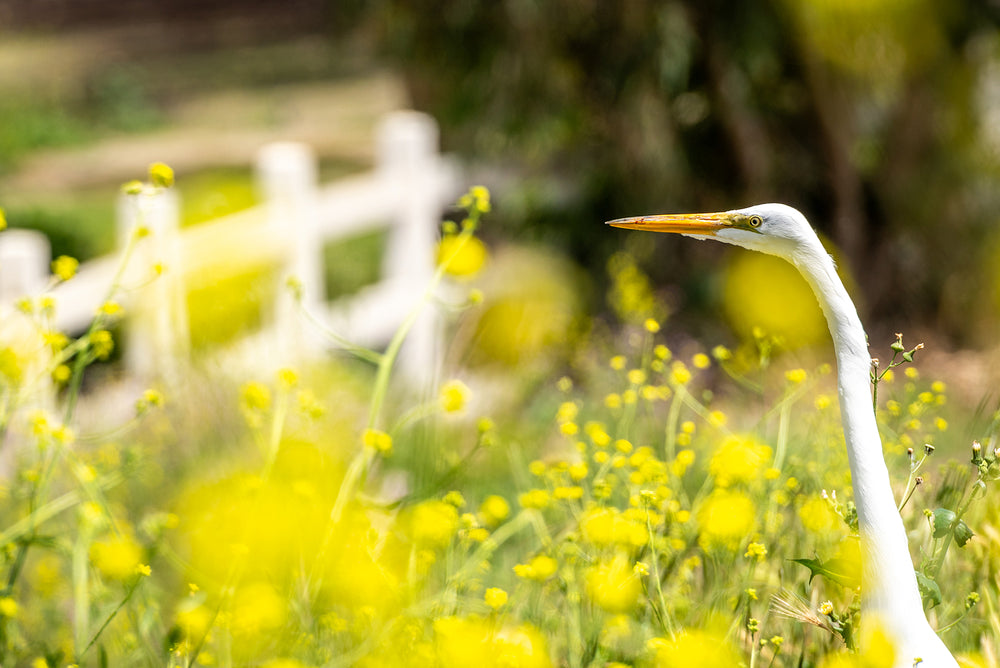 Great Egret