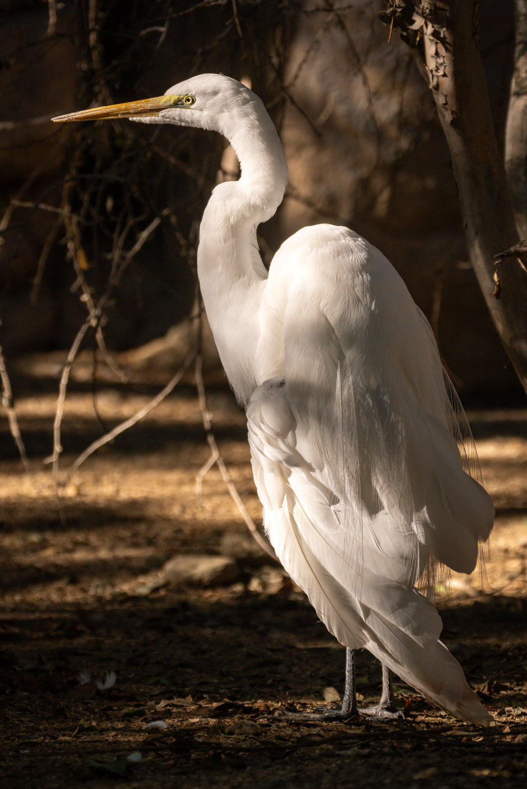 Great Egret