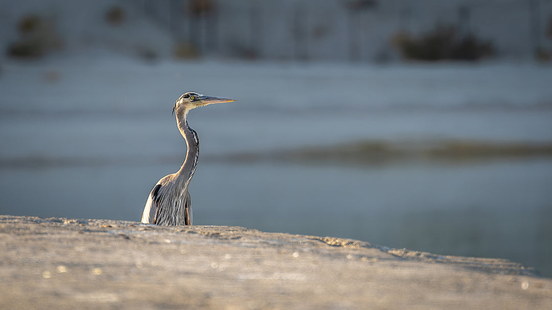 Great Blue Heron
