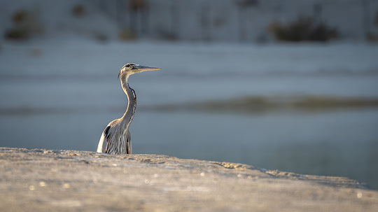 Great Blue Heron