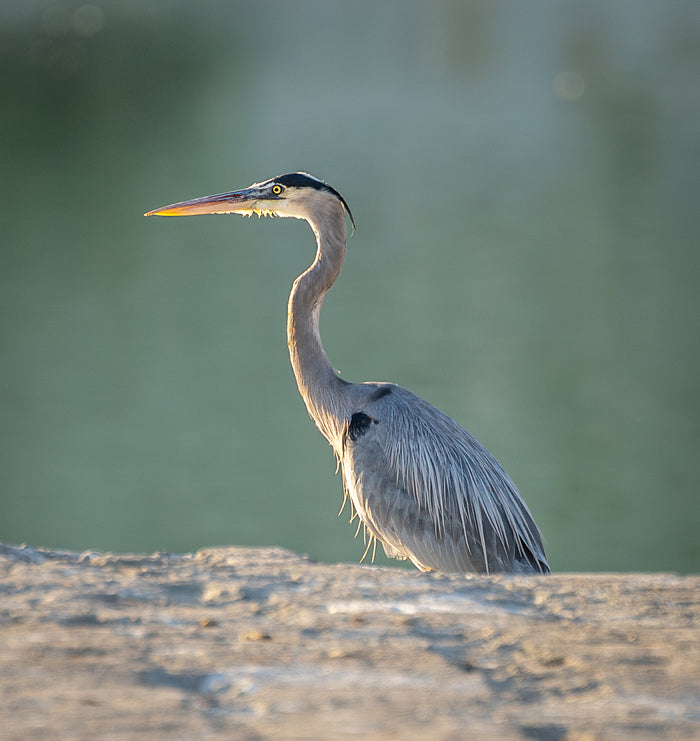 Great Blue Heron