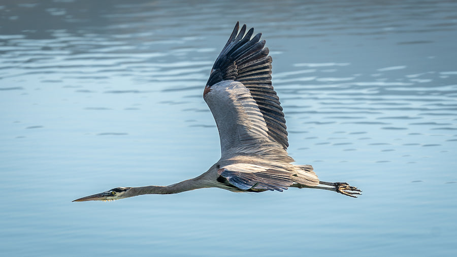 Great Blue Heron