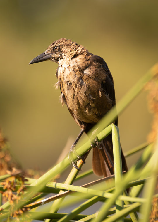 Great-tailed Grackle