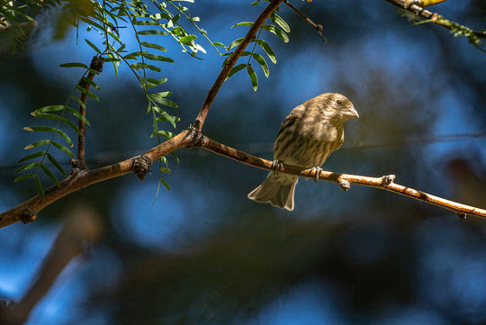 House Finch