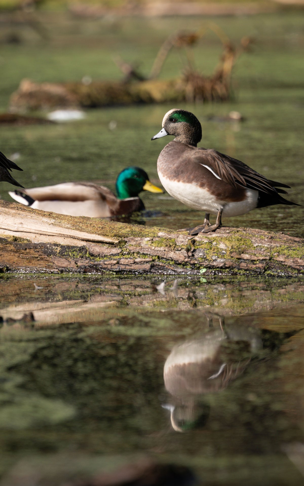 American Wigeon