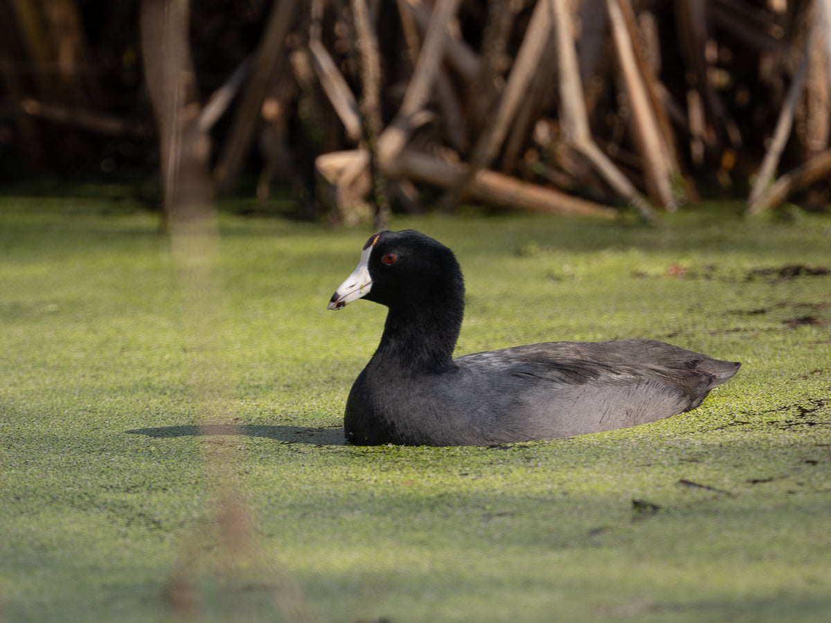 American Coot