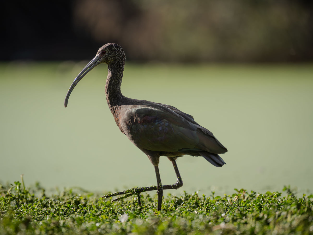 White-faced Ibis