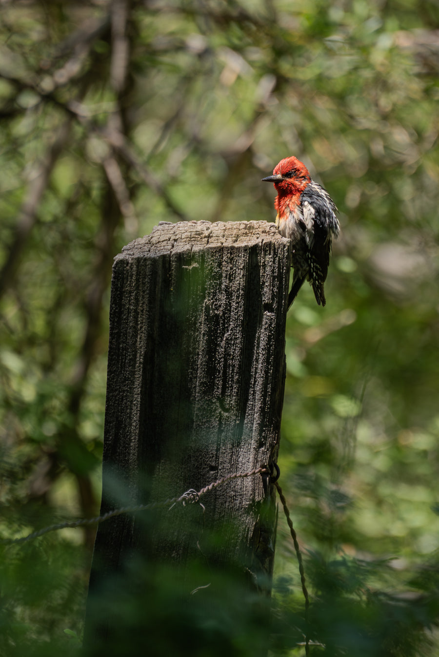 Red-breasted Sapsucker