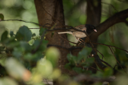 Dark-eyed Junco